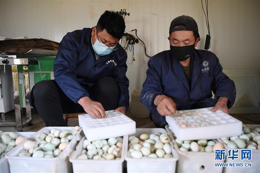 (脫貧攻堅(jiān)·圖片故事)(7)“90后新農(nóng)人”的返鄉(xiāng)致富路