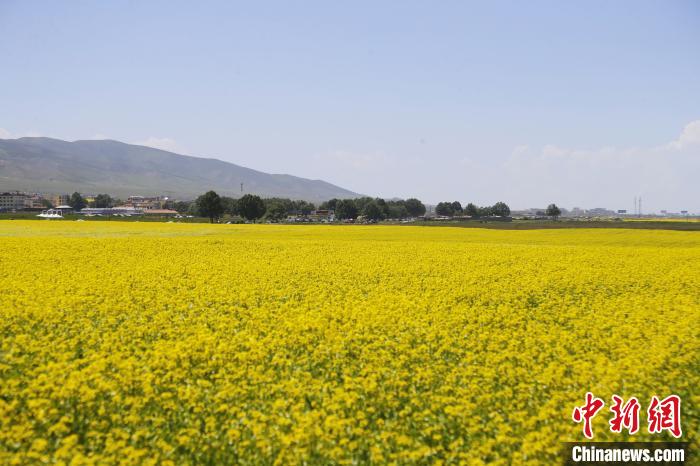 圖為青海湖畔油菜花海?！●R銘言 攝