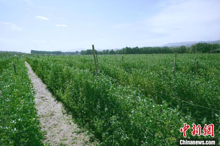 天?？h高原綠色(有機(jī))蔬菜基地種植的食用莢豆。　闕道華 攝