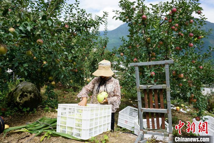 郭洪強(qiáng)的老伴正在給蘋果裝箱?！∽g 攝