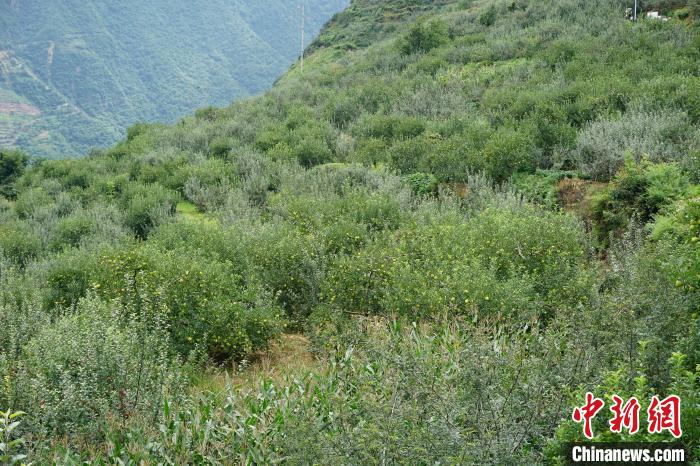 黃草坪村蘋果基地?！∽g 攝