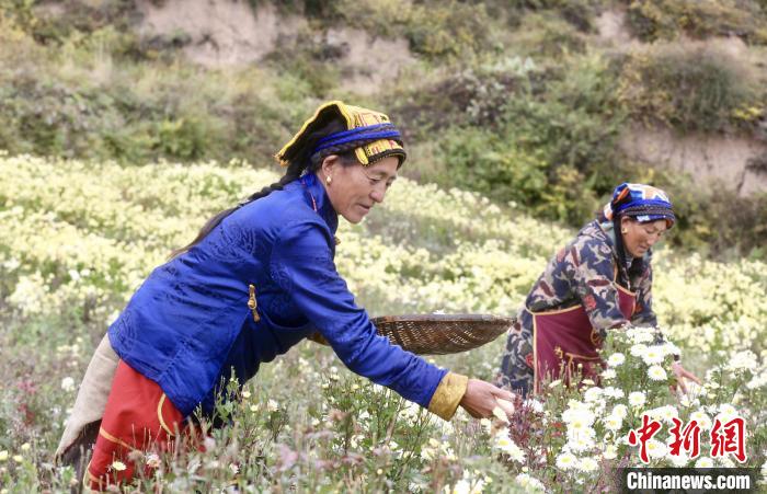 黑水村民在采摘杭白菊。桐鄉(xiāng)市宣傳部提供