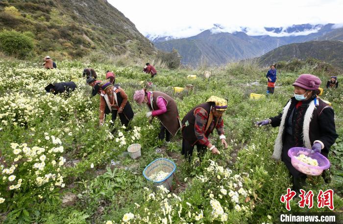 “落戶”黑水的杭白菊。桐鄉(xiāng)市宣傳部提供