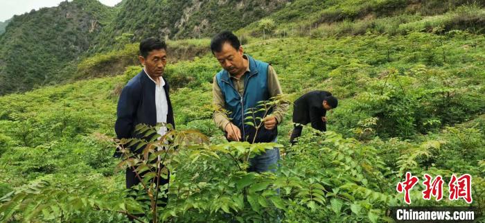 圖為張金利調(diào)研適合阿拉村種植的農(nóng)作物，經(jīng)過不斷改良技術(shù)后，產(chǎn)量大大提高。(資料圖)甘肅省水利廳供圖