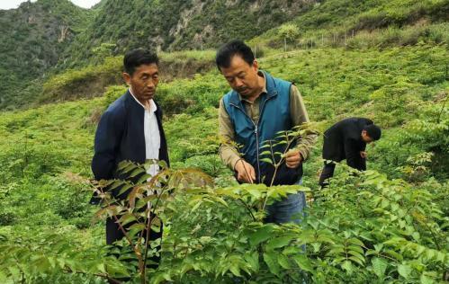 圖為張金利調(diào)研適合阿拉村種植的農(nóng)作物，經(jīng)過不斷改良技術(shù)后，產(chǎn)量大大提高。(資料圖)甘肅省水利廳供圖
