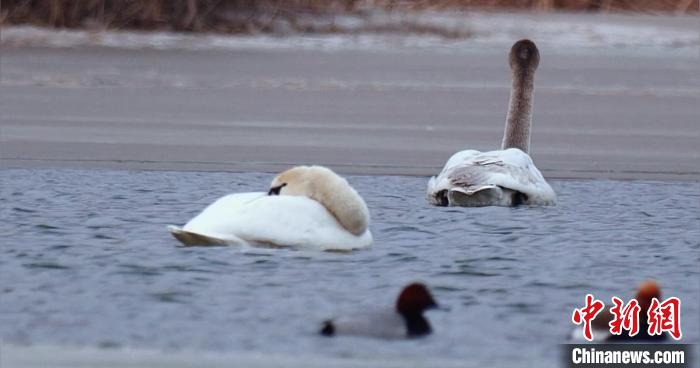圖為疣鼻天鵝水面休憩。　青海國家公園觀鳥協(xié)會(huì)供圖 攝