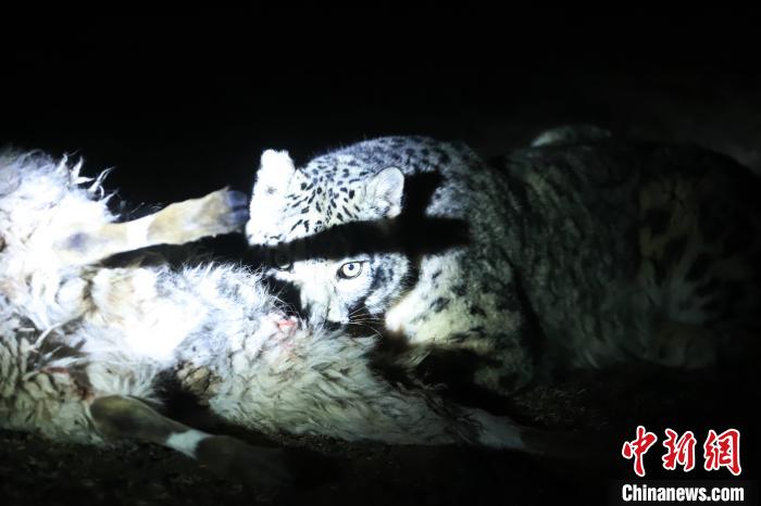 長(zhǎng)江源、瀾滄江源啟動(dòng)旗艦物種雪豹及棲息地保護(hù)項(xiàng)目
