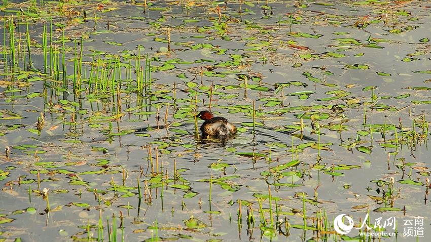 納帕海濕地內(nèi)遷徙停留的鳥。呂昊辰攝
