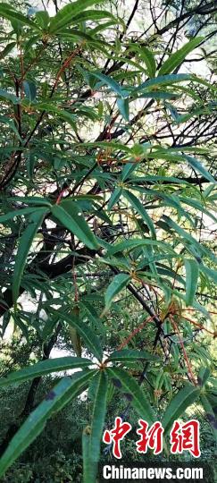被稱為植物界“大熊貓”的五小葉槭植物。　康定市委宣傳部供圖