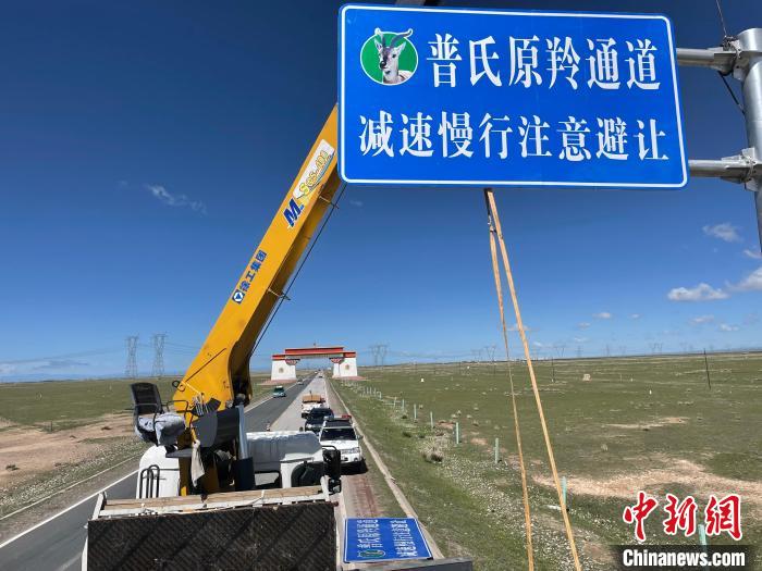 圖為青海省海北州剛察縣設(shè)立的普氏原羚通道警示牌?！∏嗪Ｊ『１敝萑嗣駲z察院供圖