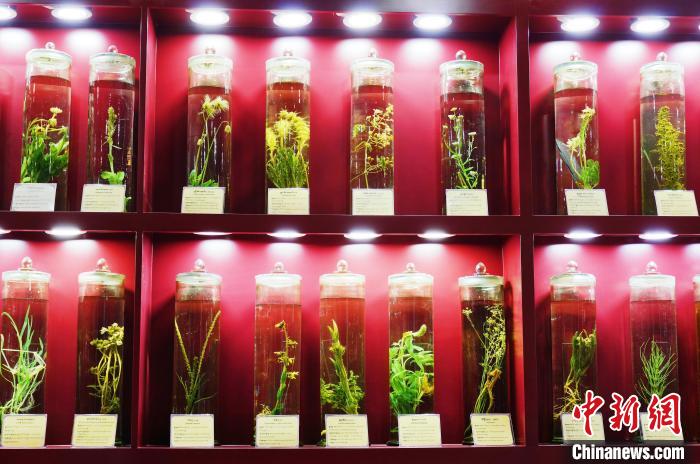 探訪(fǎng)青海海南高原藏醫(yī)藥文化展館