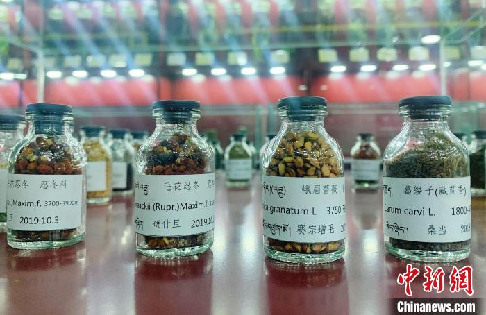 圖為海拔3500米以上珍貴草藥種子。　馬銘言 攝