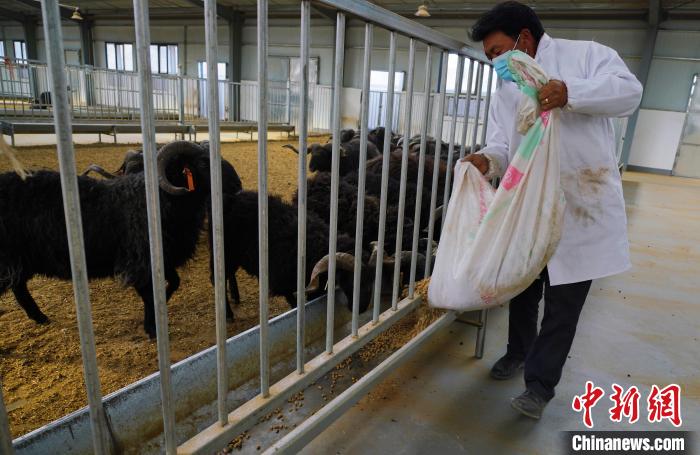 圖為飼養(yǎng)員給黑藏羊喂食。　馬銘言 攝