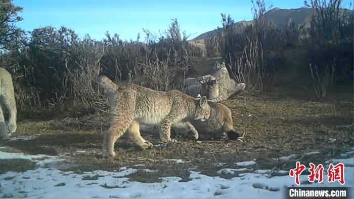 圖為紅外相機拍攝到的猞猁?！∑钸B山國家公園青海省管理局供圖