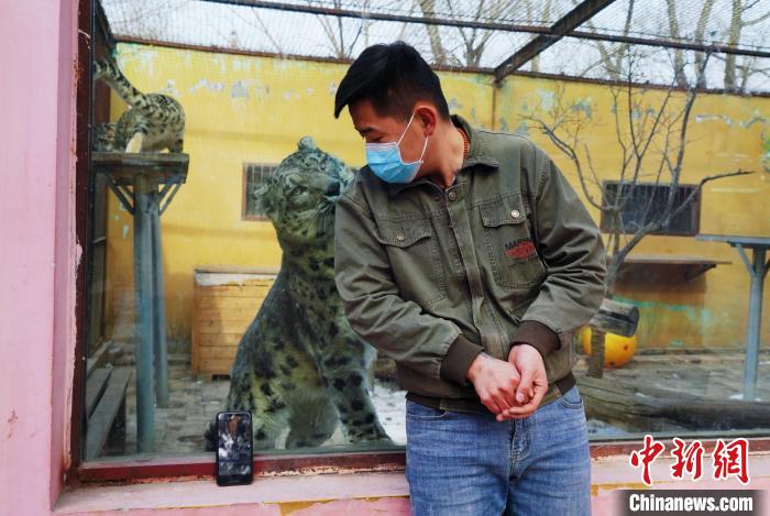 圖為雪豹“奶爸”史壽軍直播休息時(shí)與雪豹互動(dòng)。　馬銘言 攝