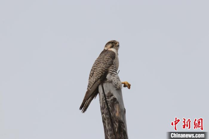 青?，斂珊訃?guó)家濕地公園鳥類監(jiān)測(cè)達(dá)44種