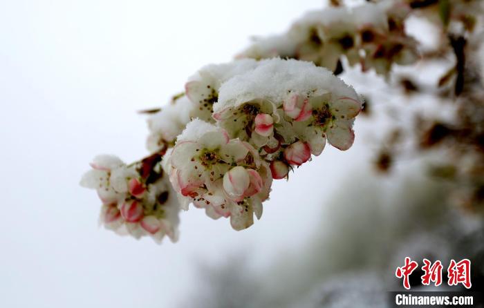 花兒被冰雪覆蓋。　李永安 　攝