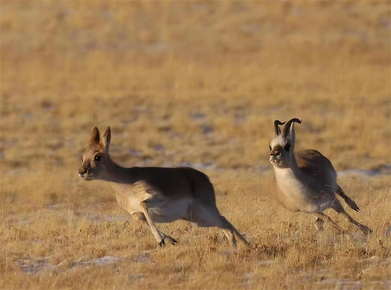 藏羚羊。圖片來源：農(nóng)牧民大自然攝影隊(duì)