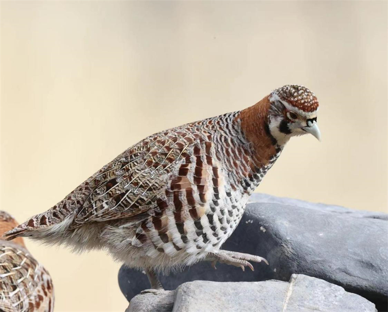 高原山鶉。圖片來源：農(nóng)牧民大自然攝影隊(duì)