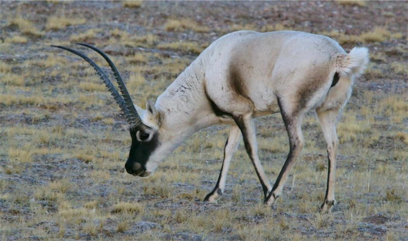 藏羚羊。圖片來源：農(nóng)牧民大自然攝影隊(duì)