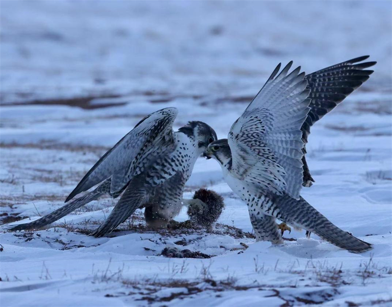 獵隼。圖片來源：農(nóng)牧民大自然攝影隊(duì)