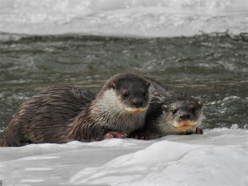歐亞水獺。圖片來源：農(nóng)牧民大自然攝影隊(duì)
