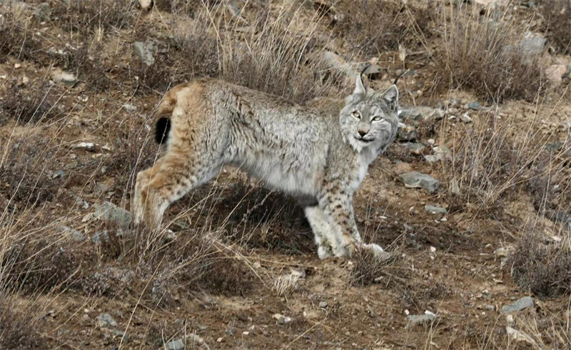 猞猁。圖片來源：農(nóng)牧民大自然攝影隊(duì)