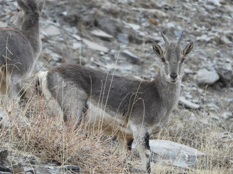 巖羊。圖片來源：農(nóng)牧民大自然攝影隊(duì)