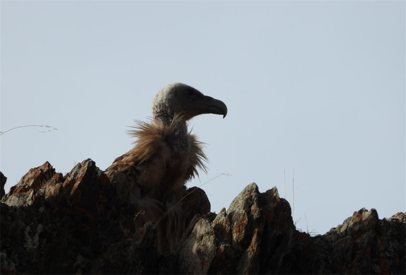 高原兀鷲。圖片來源：農(nóng)牧民大自然攝影隊(duì)