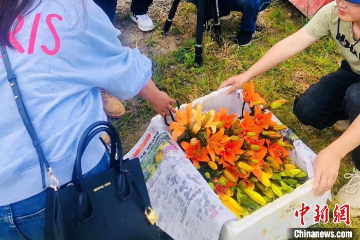 村民采摘百合花?！∪捞量h委宣傳部供圖