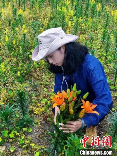 村民采摘百合花?！∪捞量h委宣傳部供圖