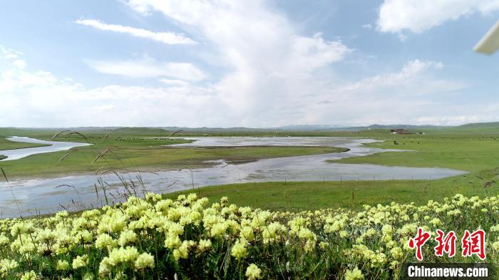 青海澤曲草原見(jiàn)聞：牛羊可“選美”，“生態(tài)畜牧”成招牌