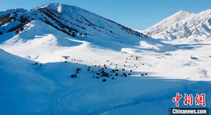 圖為牦牛群在雪地里覓食?！《继m縣融媒體中心供圖