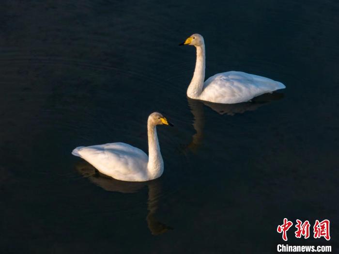 圖為兩只天鵝在湖中游蕩?！『螁⒔?攝