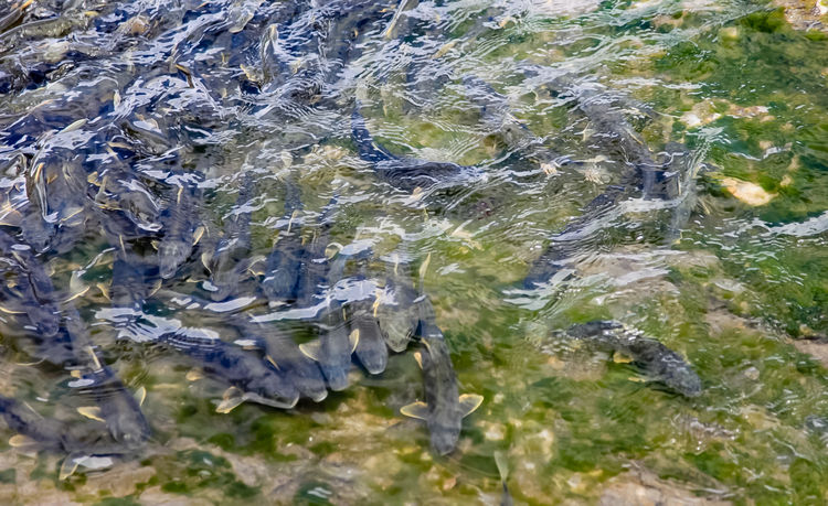 青海湖裸鯉（湟魚）洄游。周元峰攝