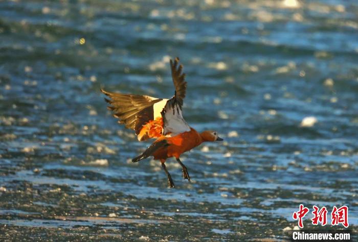 圖為赤麻鴨貼著水面飛行?！“兹斩〔冀?攝