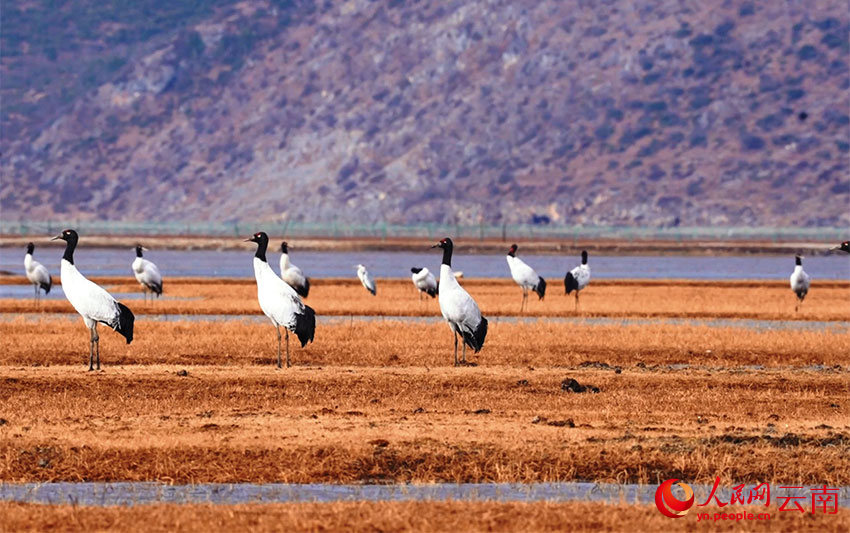 香格里拉納帕海濕地的黑頸鶴。李曉東攝