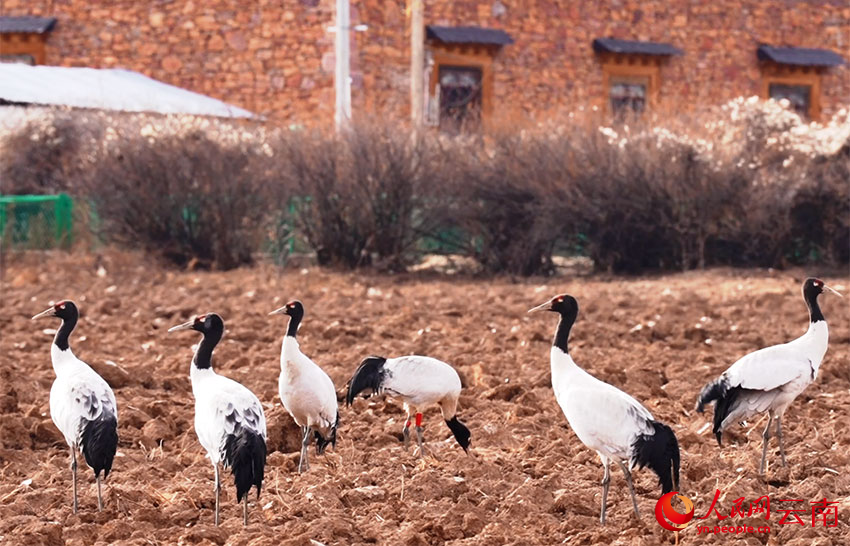 香格里拉納帕海濕地的黑頸鶴。和志榮攝