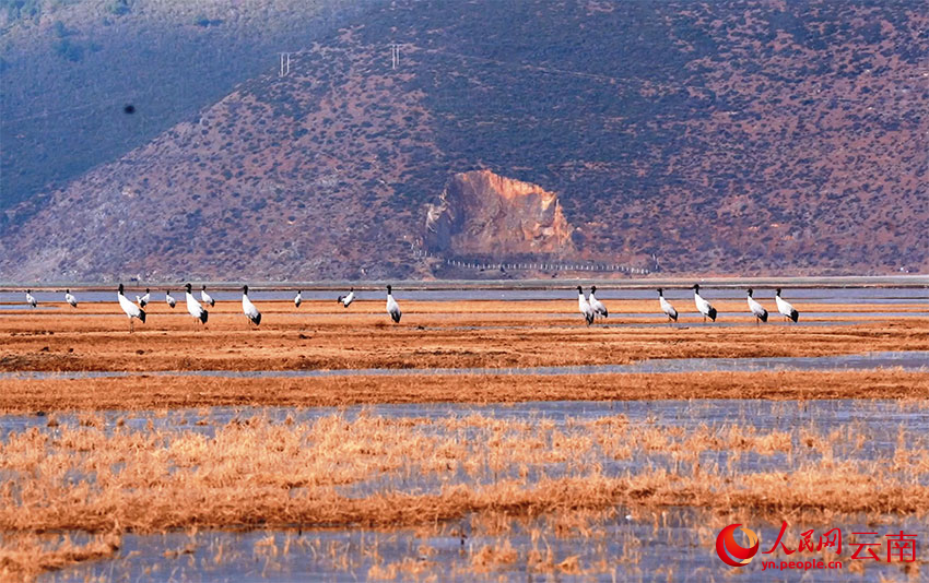 香格里拉納帕海濕地的黑頸鶴。和志榮攝