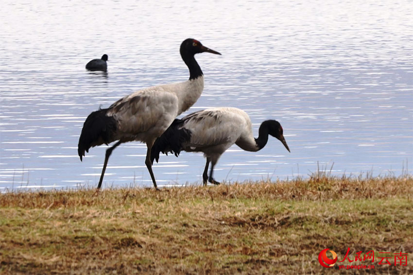 香格里拉納帕海濕地的黑頸鶴。李競?cè)魯z