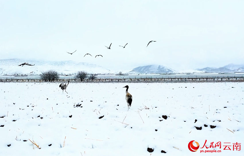 香格里拉納帕海濕地的黑頸鶴。趙旭燕攝