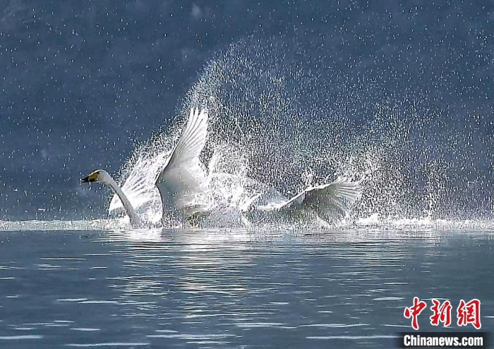 圖為大天鵝在水中嬉戲?！黎?攝