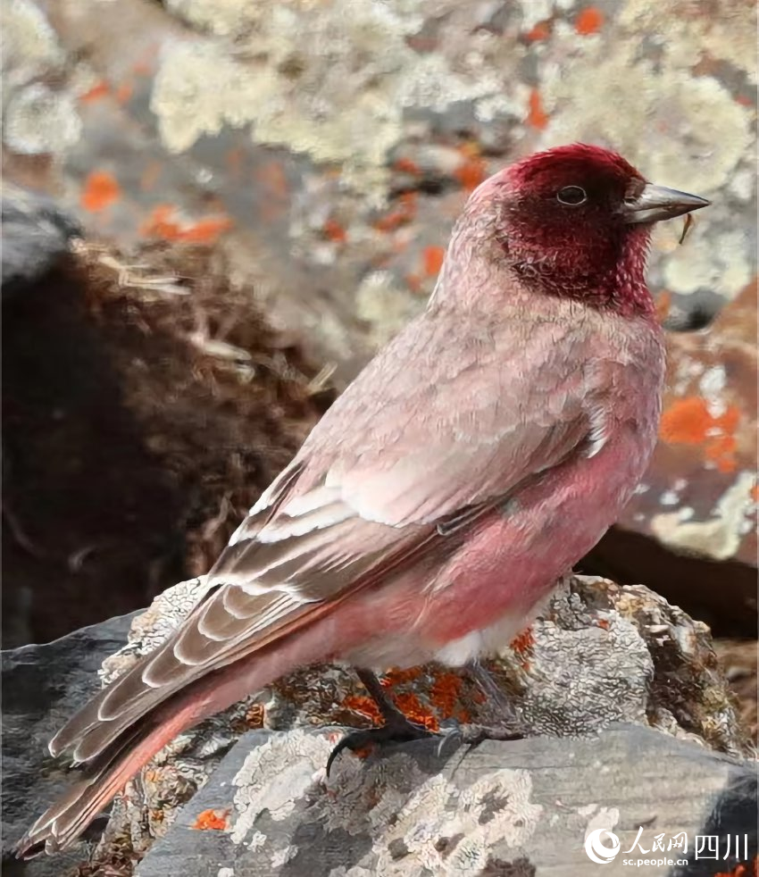 國家二級重點保護野生動物——藏雀。貢布扎西攝