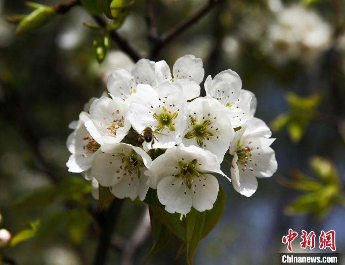 圖為盛開的梨花?！∑钤鲚?攝