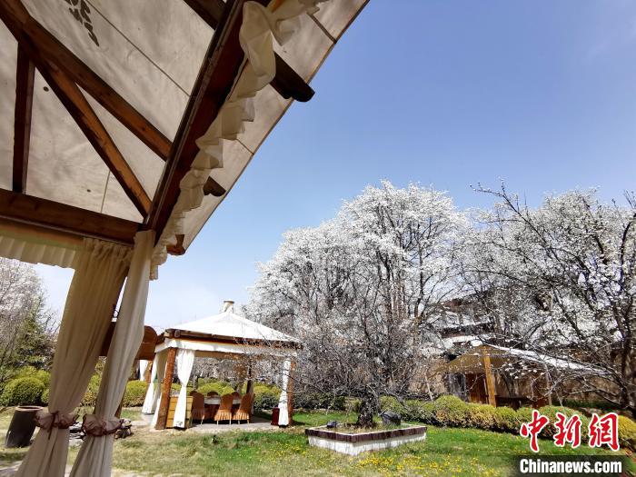 圖為梨花?！?zhí)砀?攝
