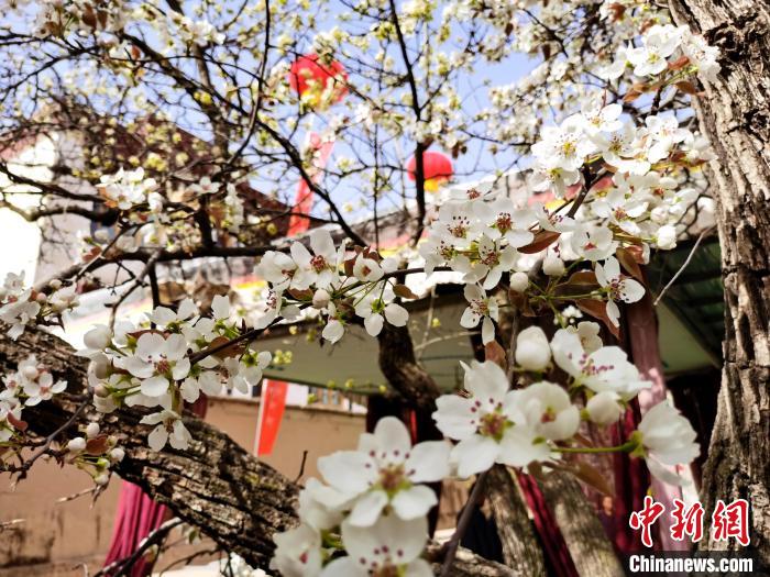 青海尖扎噶達(dá)莊園：百年“后花園”梨花盛開，舉目皆春色