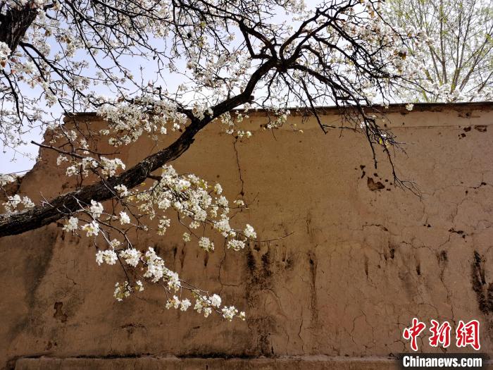 圖為一面土墻旁邊的梨花?！?zhí)砀?攝