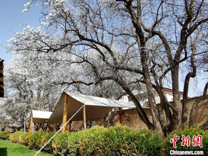 圖為尖扎噶達(dá)莊園內(nèi)的梨花?！?zhí)砀?攝