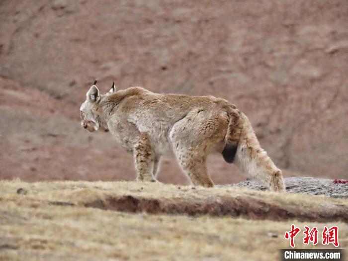 圖為三江源國家公園長江源園區(qū)內(nèi)的野生猞猁。　格加 攝