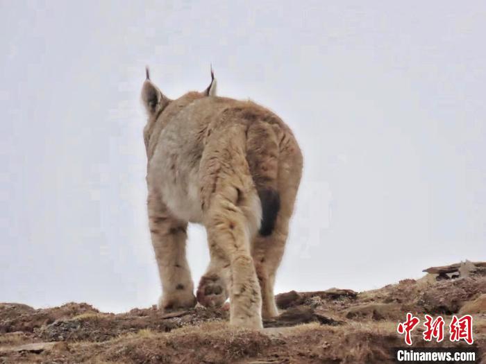 圖為三江源國家公園長江源園區(qū)內(nèi)的野生猞猁?！「窦?攝